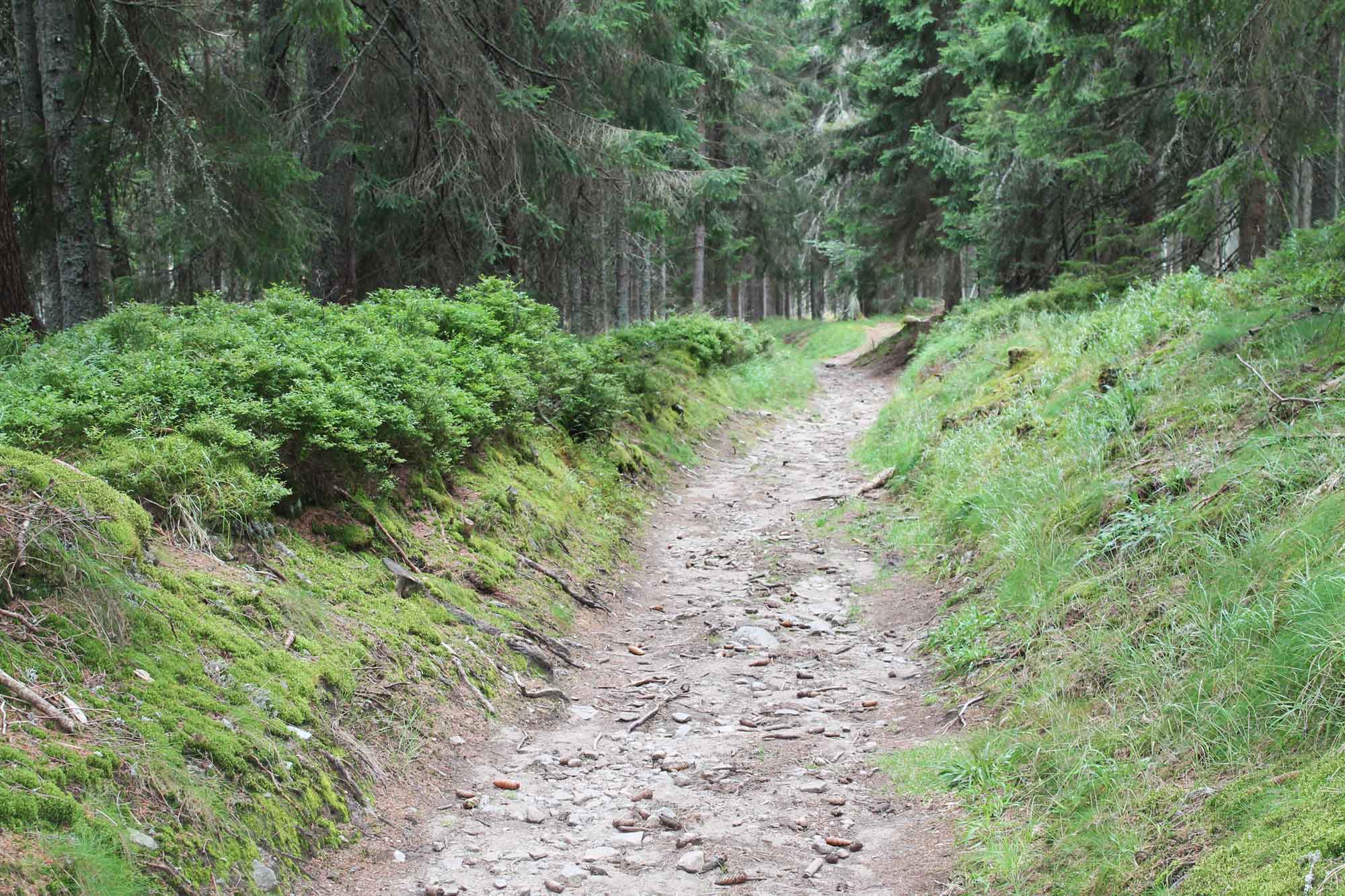 Zlatá stezka poblíž Horské Kvildy, okres Klatovy